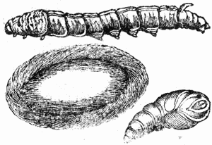 Silkworm Drawing