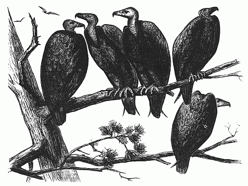 The Council of Buzzards
