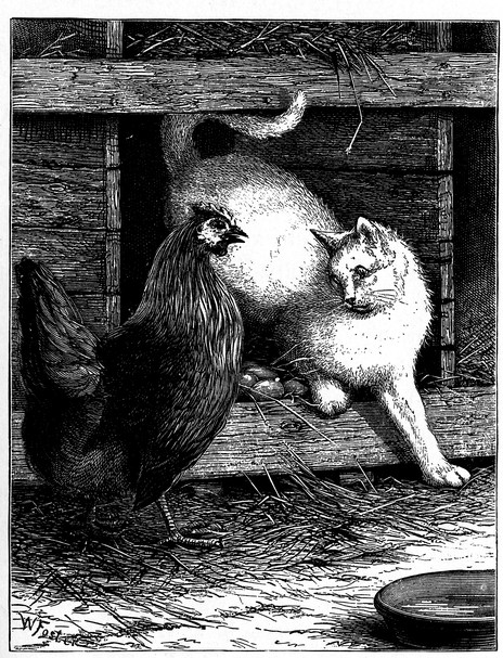 Cat & Chicken Drawing