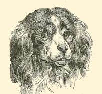 Vintage Dog Portrait