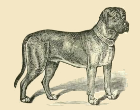 Public Domain Dog Drawing