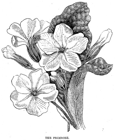 Black and White Primrose Drawing