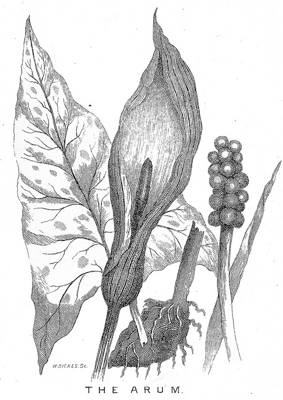Black and White Arum Drawing
