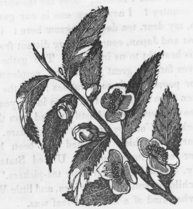 Drawing of a Tea Plant