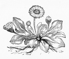 Dandelion Drawing