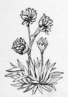 Flower Illustration