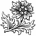 Stylish Flower Drawing