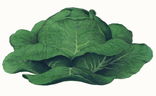 Cabbage Drawing