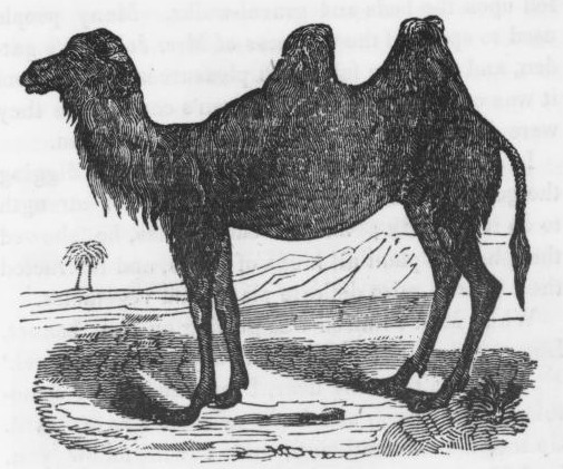 Camel Drawing