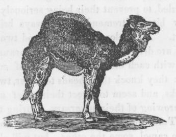 Camel