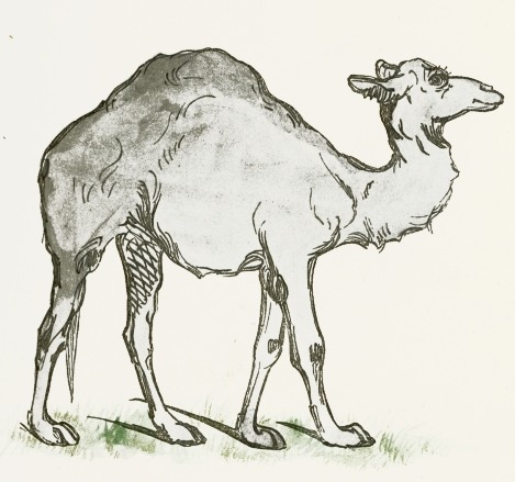 Camel Drawing