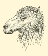 Camel Head Drawing
