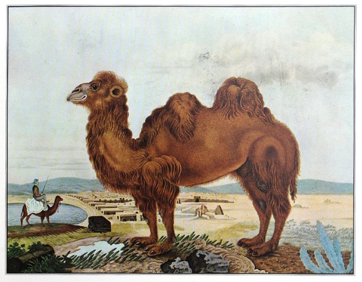 Camel Watercolor