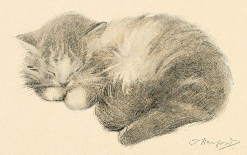 Sleeping Kitty Drawing