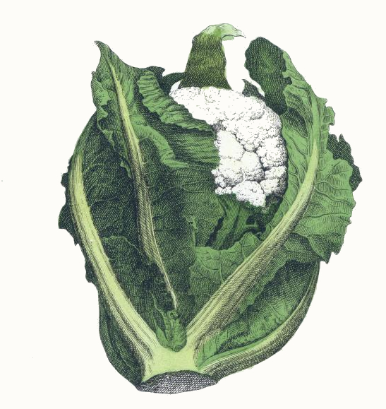 Cauliflower Drawing