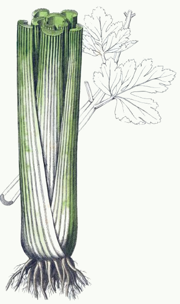 Celery Drawing