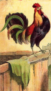 The Rooster Crows