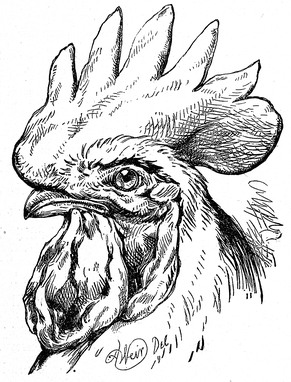 Rooster Portrait