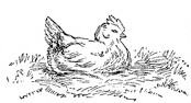 Hen on Nest