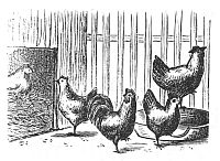 Drawing of a Chicken Yard