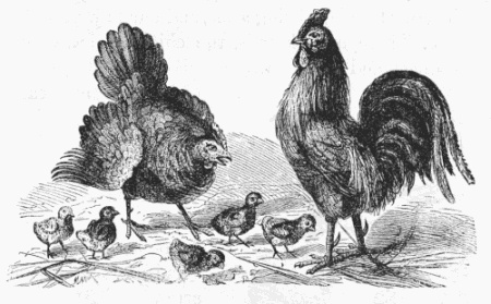 Chicken Family