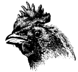 Chicken Head Drawing