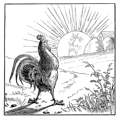 Rooster Crowing at the Sun