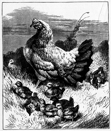 Mama Hen & Her Chicks Drawing