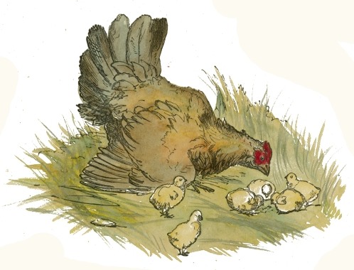 Hen & Chicks Drawing