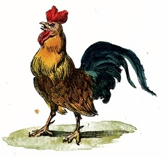 Rooster Drawing