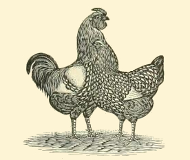 Rooster & Hen Drawing