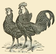 Black Spanish Chickens