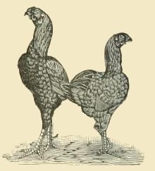 Malay Fowl