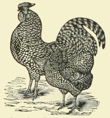 American Dominique Chicken