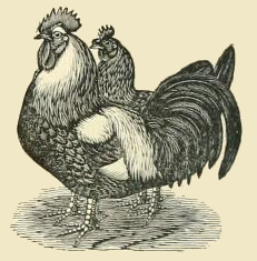 Dorking Chickens