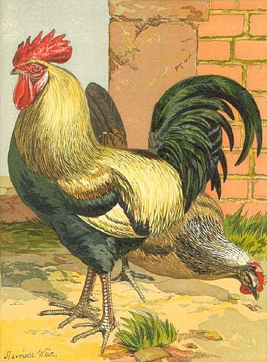 Colored Dorking Chicken