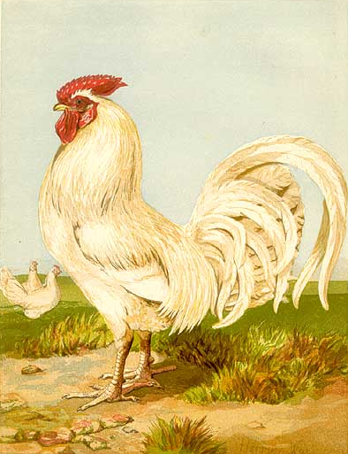 White Dorking Chicken Drawing