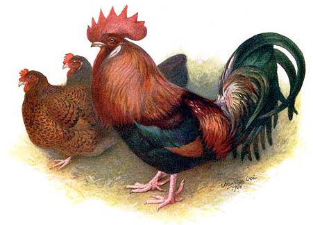 Red Dorking Chicken Drawing