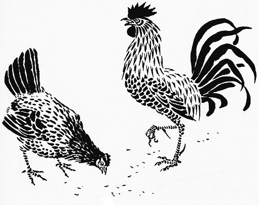 drawing of chickens scratching in search of food