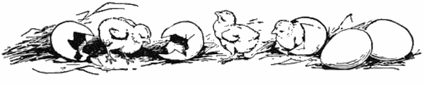 Hatching Chicks