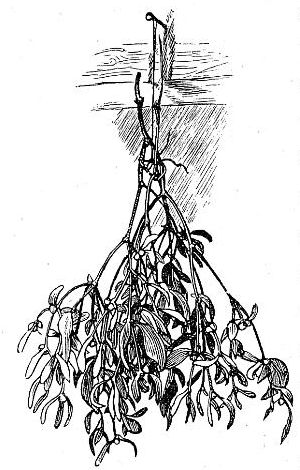 Hung Mistletoe Drawing