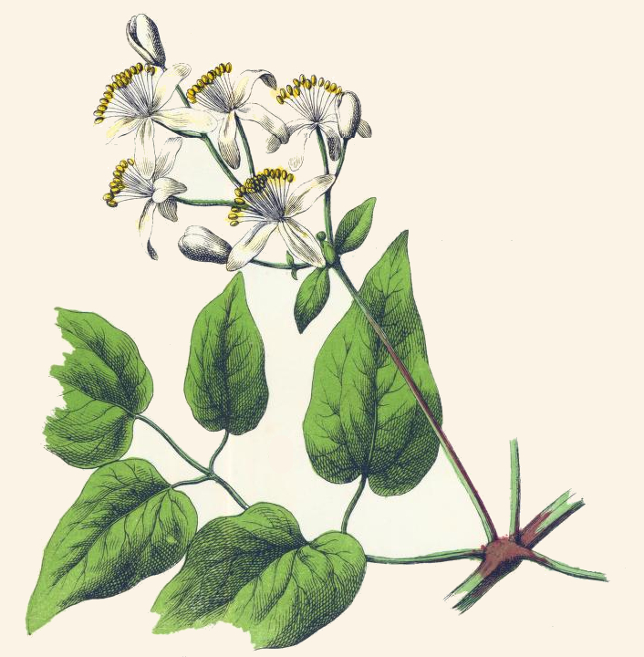 White Clematis Flower Drawing