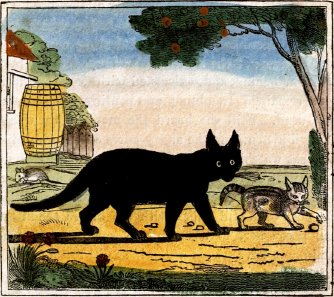 Black Cat & Kitten Drawing