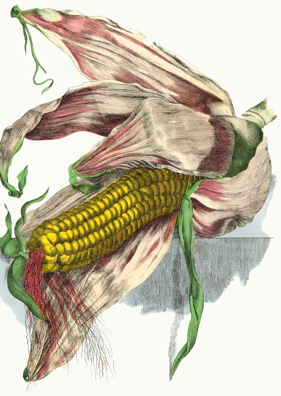 Corn Drawing