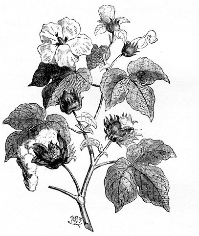 Cotton Plant Drawing