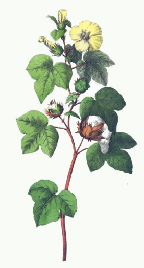 cotton plant | ClipArt ETC