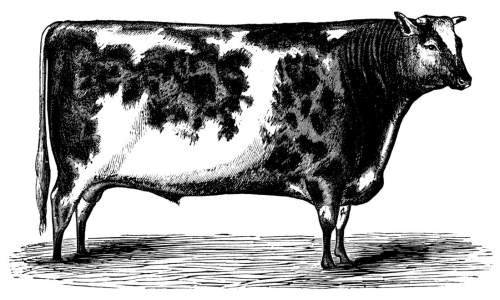 Short-Horn Bull