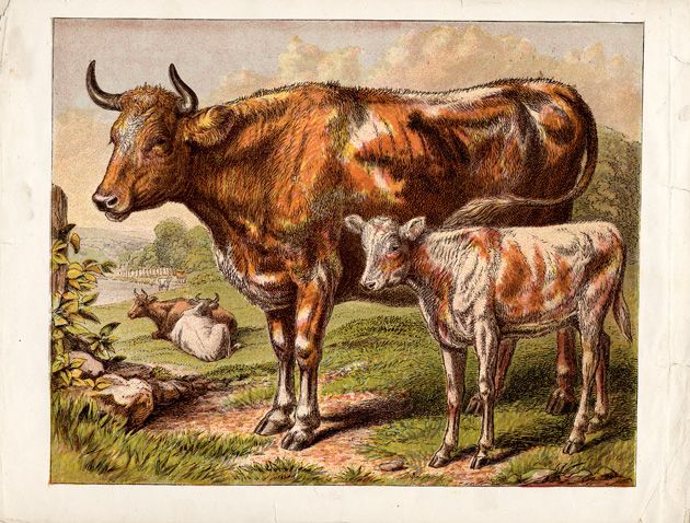 Vintage Cows Image