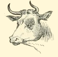 Ox Drawing