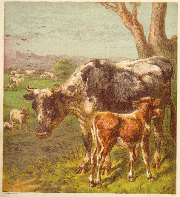 Cow and Calf Drawing